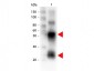 Anti-Swine IgG (H&L)  (Biotin Conjugated) Secondary Antibody